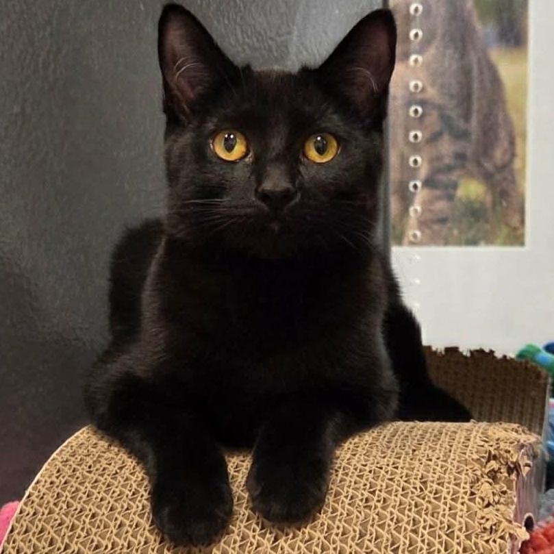 Enlarge Mary - A Gentle Loving Girl!, an adopted Domestic Short Hair in Hamilton, ON image 1/5