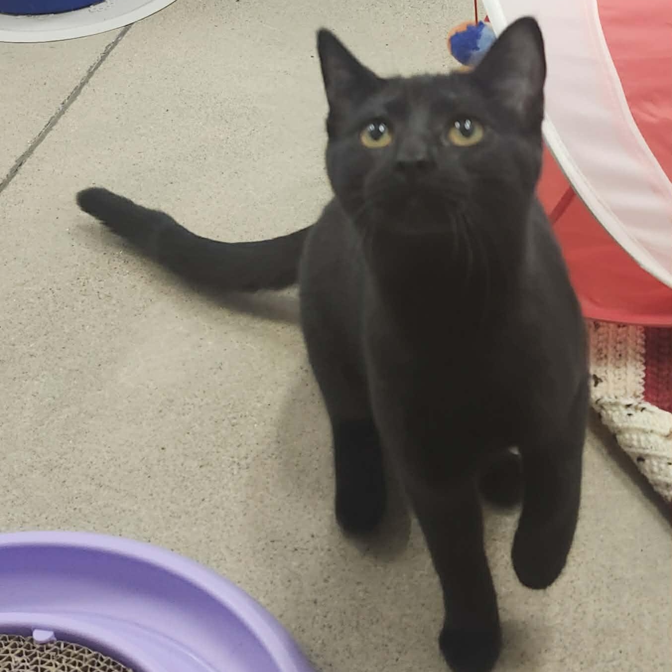 Enlarge Mary - A Gentle Loving Girl!, an adopted Domestic Short Hair in Hamilton, ON image 3/5