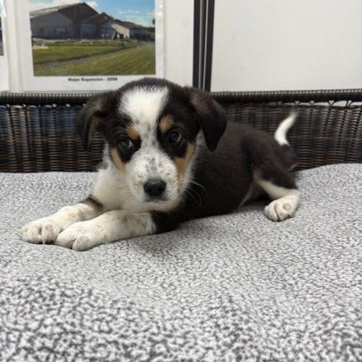 Matt, Adoptable, Puppy Male Labrador Retriever & Cattle Dog.