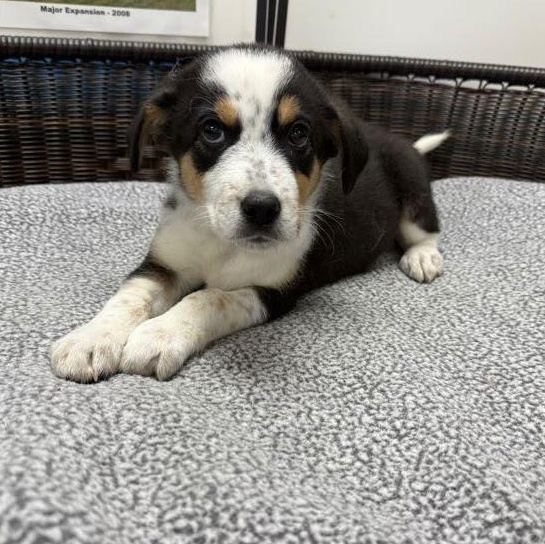Matt, a Adoptable mixed breed in Neillsville, WI image 2/5