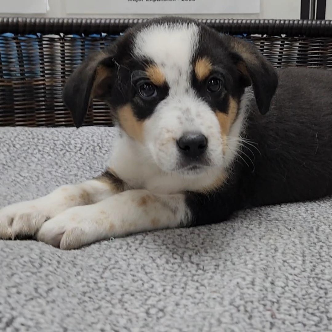 Matt, a Adoptable mixed breed in Neillsville, WI image 3/5