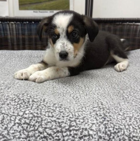 Matt, a Adoptable mixed breed in Neillsville, WI image 5/5