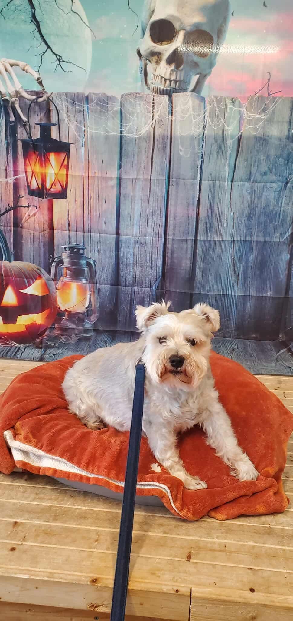 Enlarge Ollie, a Adoptable Schnauzer in Millersville, MD image 1/1