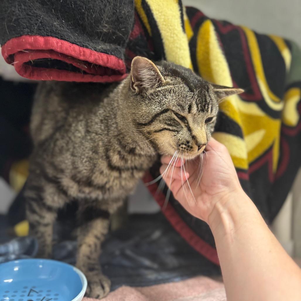 Simba Booboo, a Adoptable Domestic Short Hair in Grand Rapids, MI image 1/6