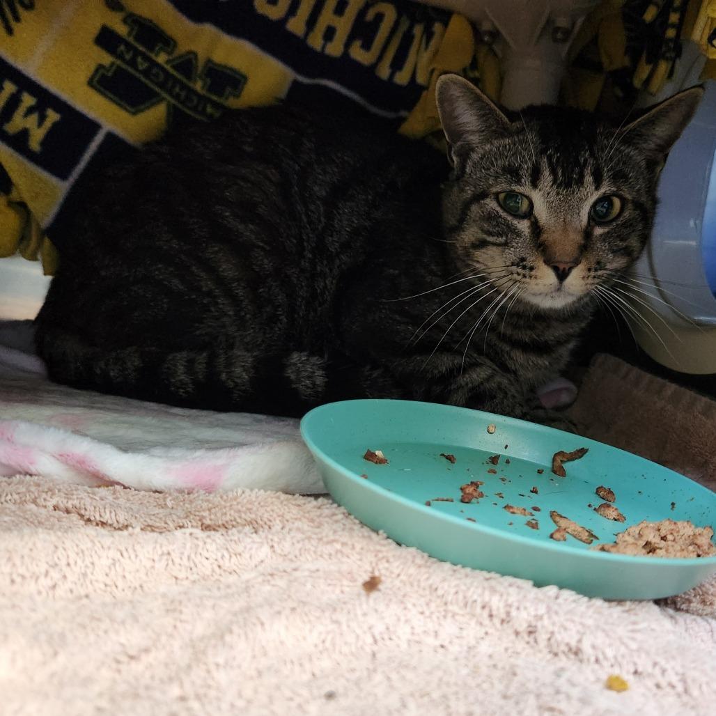Simba Booboo, a Adoptable Domestic Short Hair in Grand Rapids, MI image 2/6