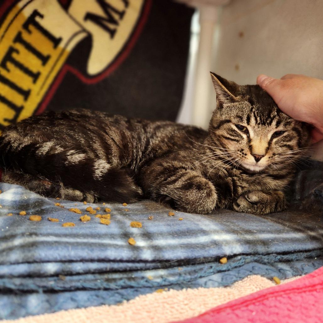 Simba Booboo, a Adoptable Domestic Short Hair in Grand Rapids, MI image 3/6