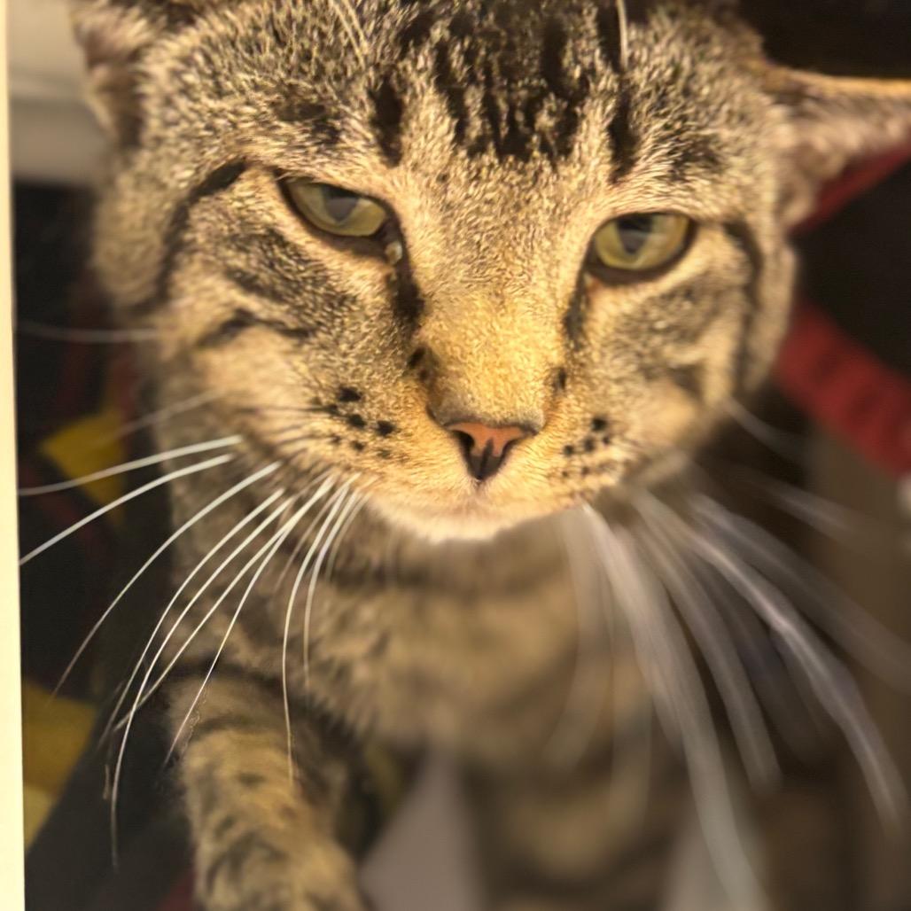 Simba Booboo, a Adoptable Domestic Short Hair in Grand Rapids, MI image 4/6