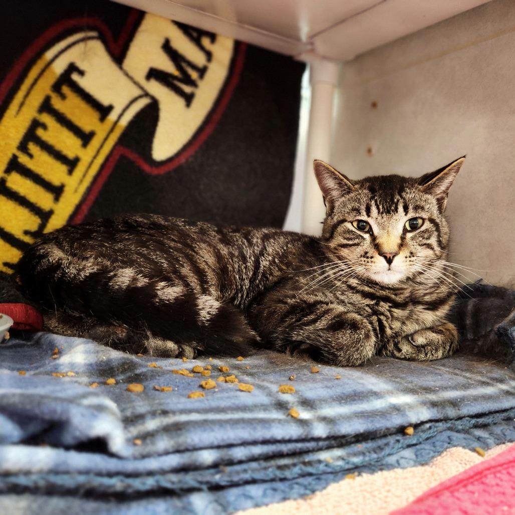 Simba Booboo, a Adoptable Domestic Short Hair in Grand Rapids, MI image 5/6
