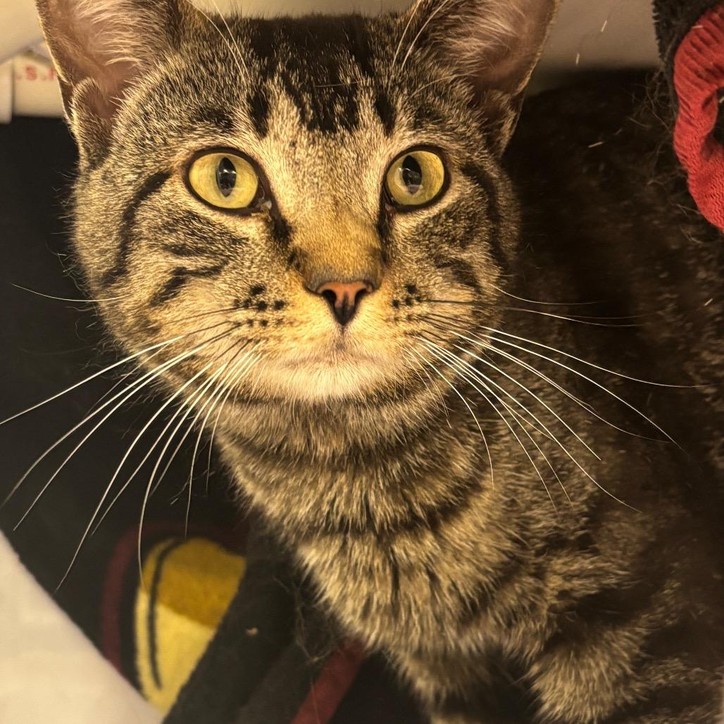Simba Booboo, a Adoptable Domestic Short Hair in Grand Rapids, MI image 6/6