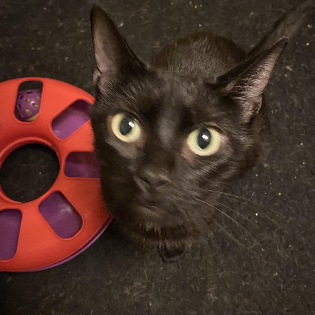 Enlarge Little Bit, a Adoptable Domestic Short Hair in Irwin, PA image 1/2