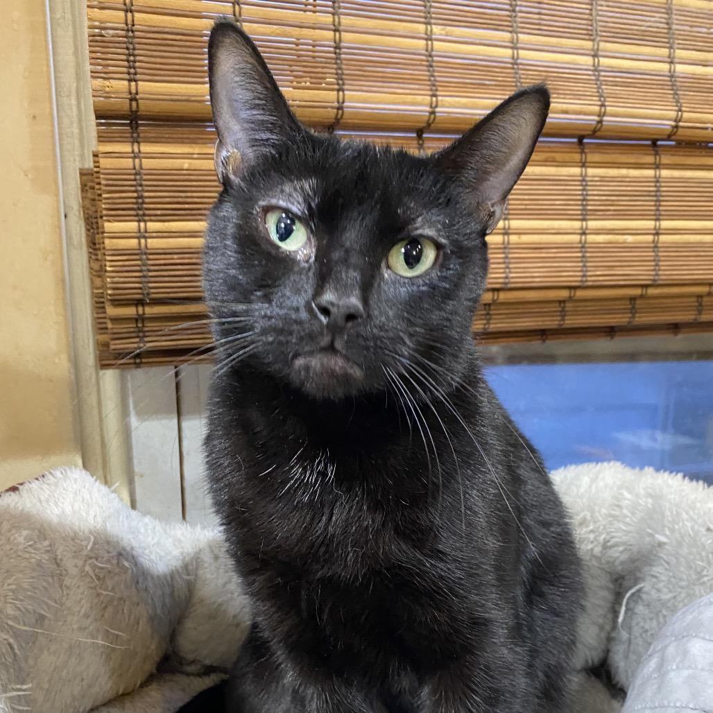 Little Bit, a Adoptable Domestic Short Hair in Irwin, PA image 2/3