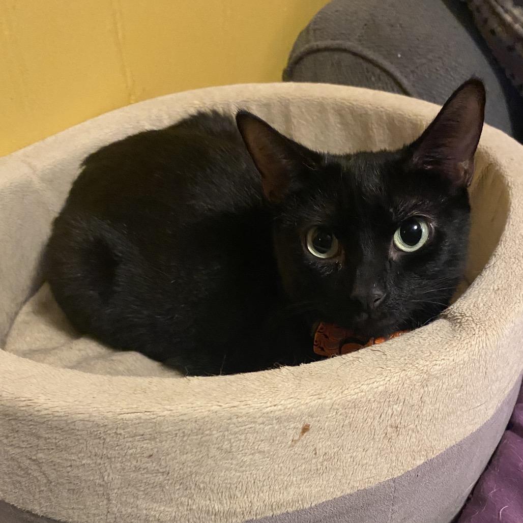 Enlarge Little Bit, a Adoptable Domestic Short Hair in Irwin, PA image 2/2