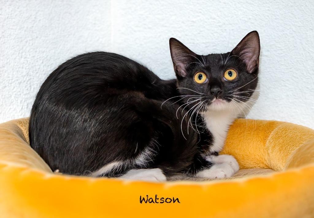 Enlarge Watson, a Adoptable mixed breed in Hot Springs Village, AR image 1/1