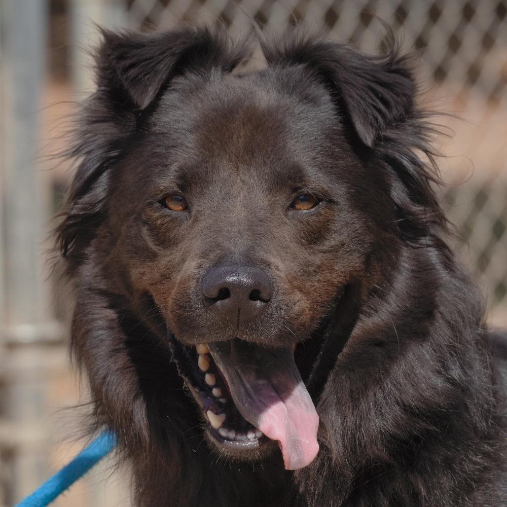 Enlarge Bob, a Adoptable mixed breed in Ojai, CA image 2/3