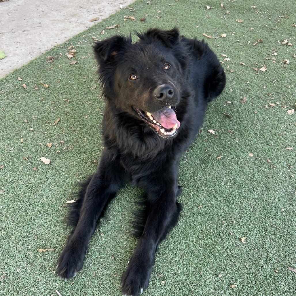 Bob, a Adoptable mixed breed in Ojai, CA image 2/2