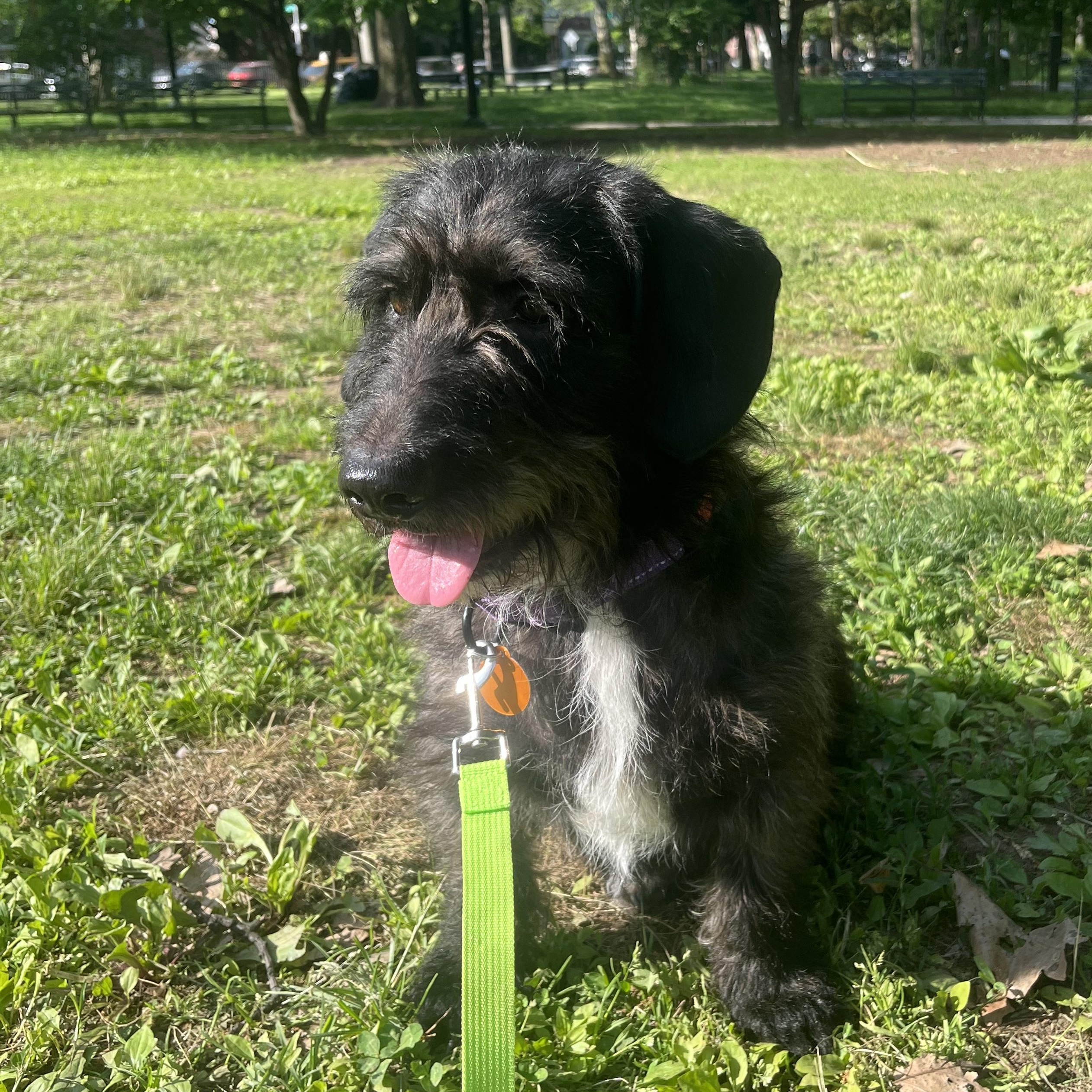 Finley, a ADOPTABLE mixed breed in Brooklyn, NY image 3/6