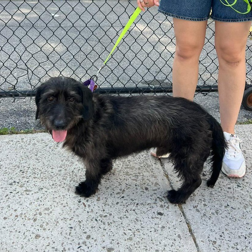 Finley, a ADOPTABLE mixed breed in Brooklyn, NY image 1/6