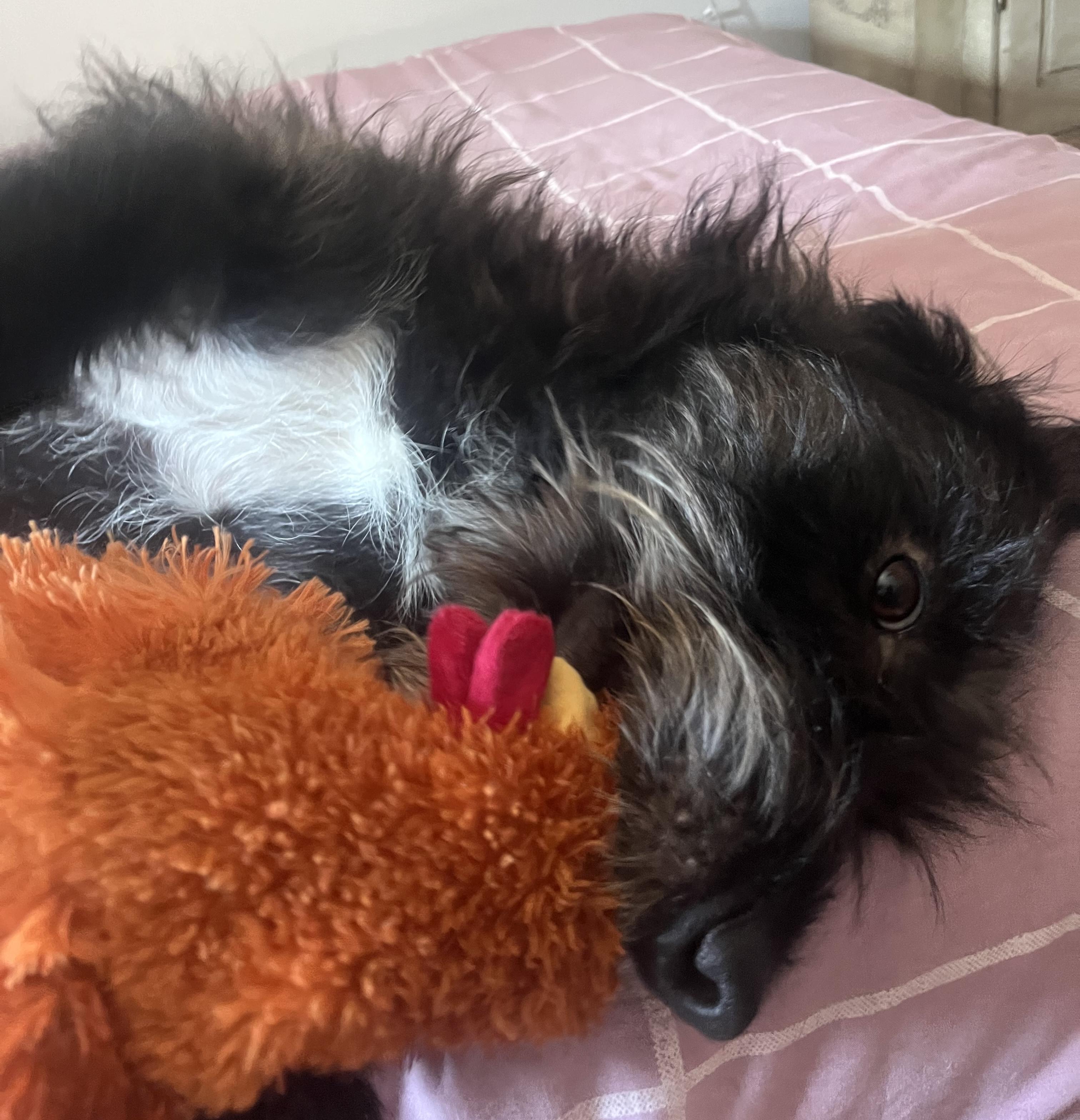 Finley, a ADOPTABLE mixed breed in Brooklyn, NY image 5/6