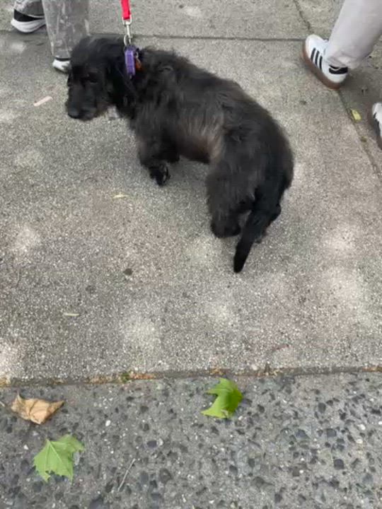 Enlarge Finley, a ADOPTABLE mixed breed in Brooklyn, NY video 6/6