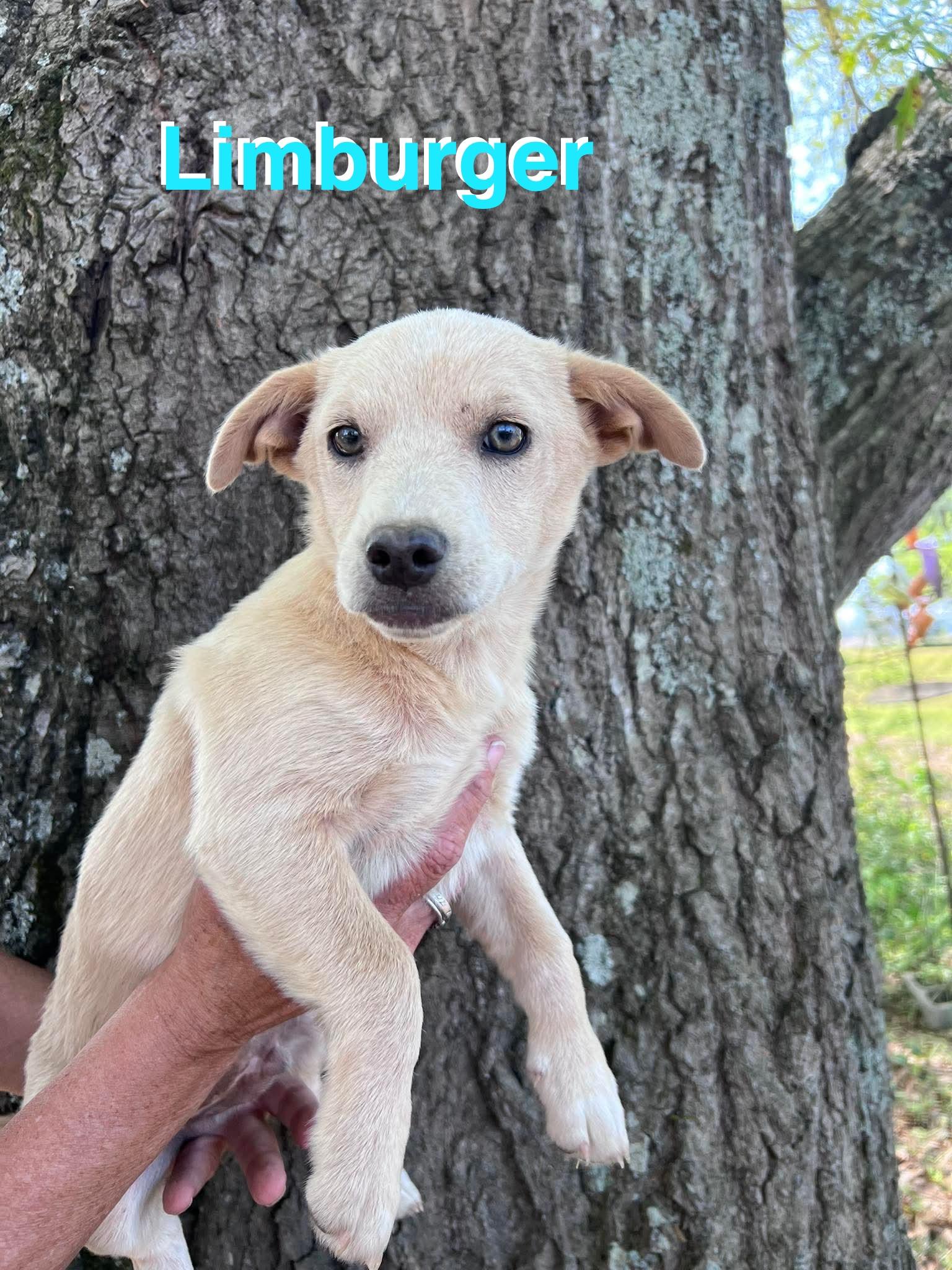 Limburger, Adopted, Young Male Chihuahua & Dachshund.