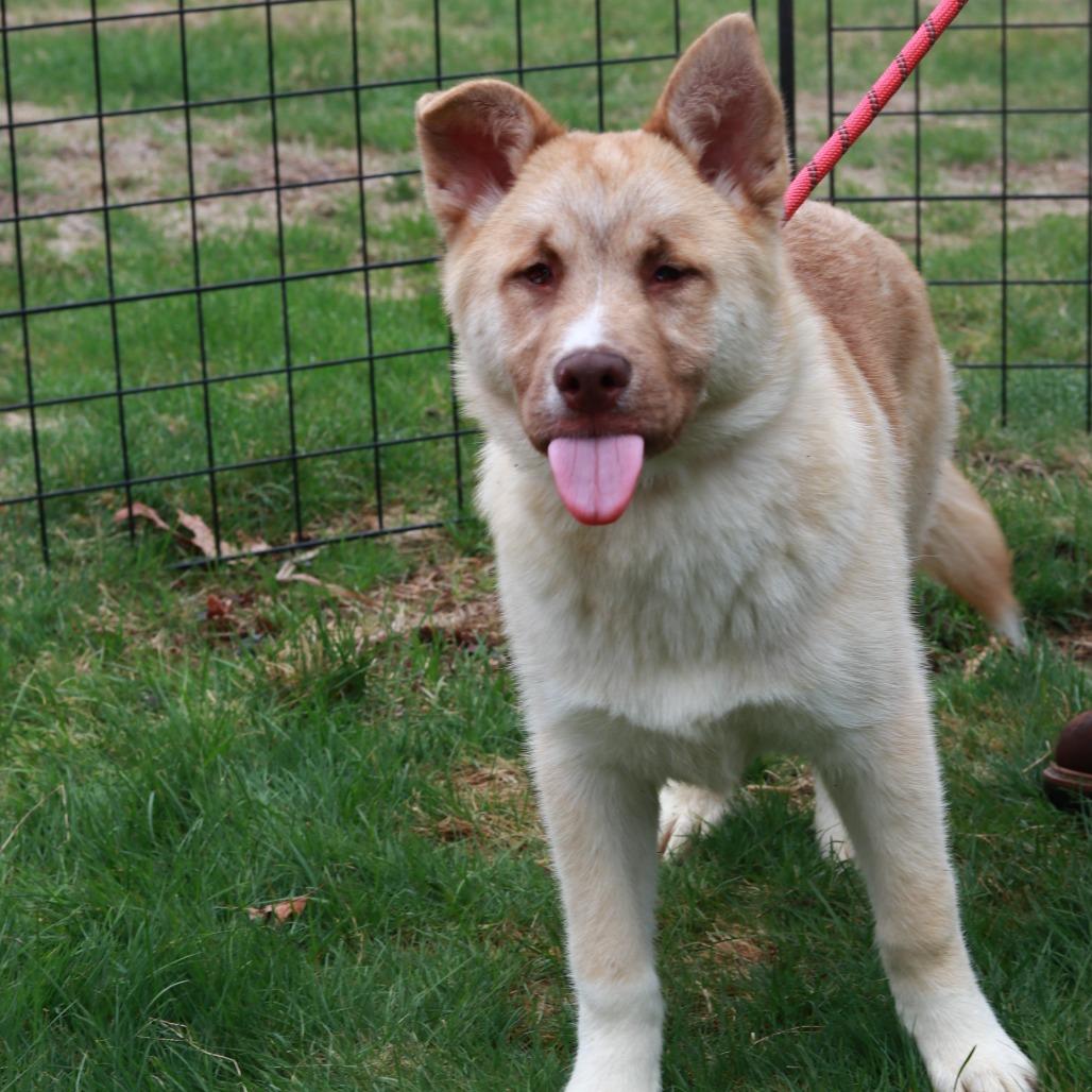 Enlarge CT Pirate, a Adoptable mixed breed in Eastford, CT image 1/2
