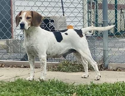 Emily, a ADOPTABLE Beagle in Glasgow, KY image 2/2
