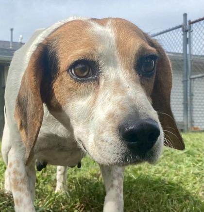 Emily, a ADOPTABLE Beagle in Glasgow, KY image 1/2