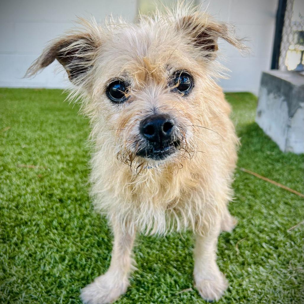 Shaggy, Adoptable, Senior Male Shih Tzu & Mixed Breed.