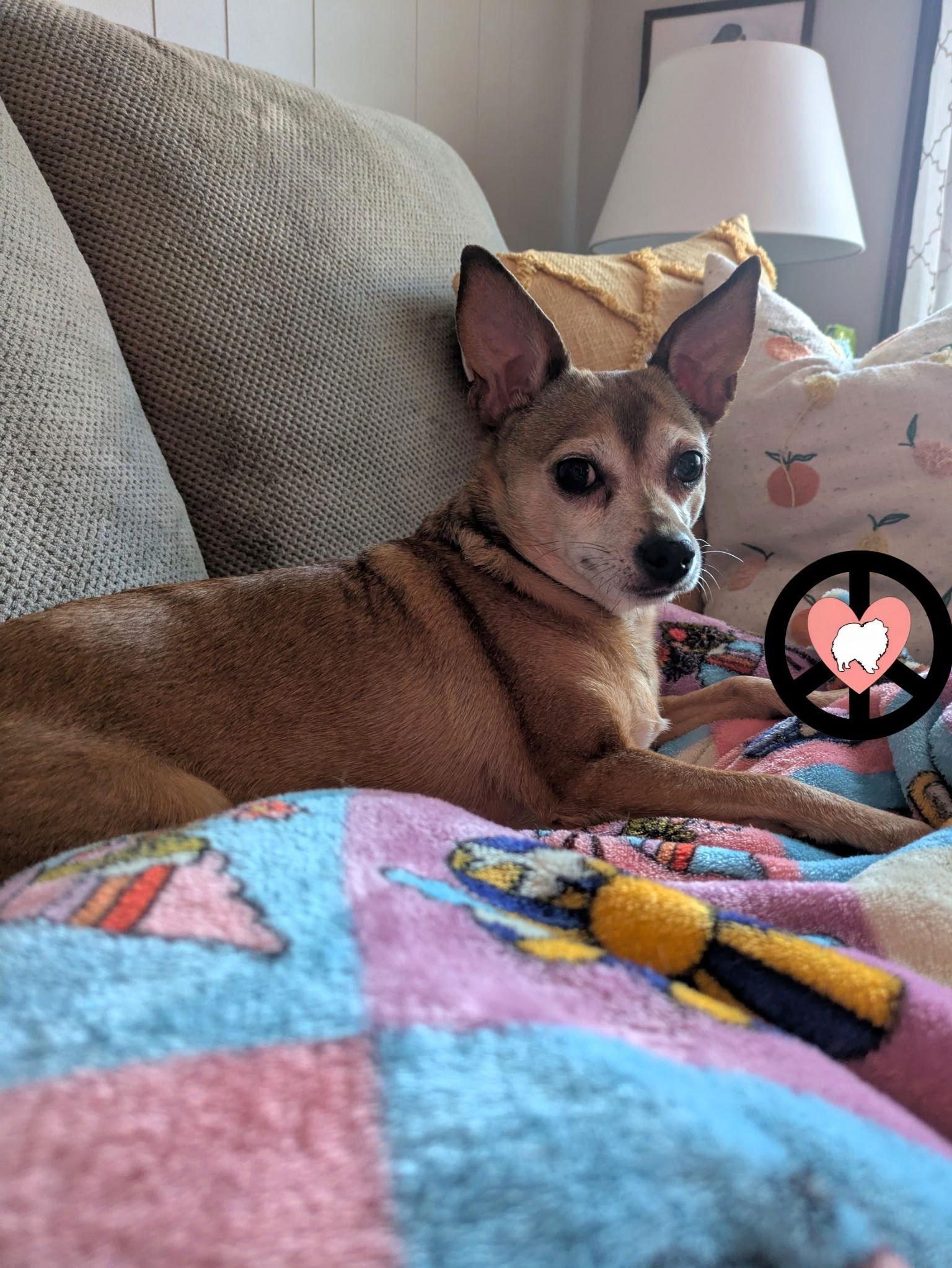 Cinnamon Buns, Adopted, Senior Female Chihuahua.