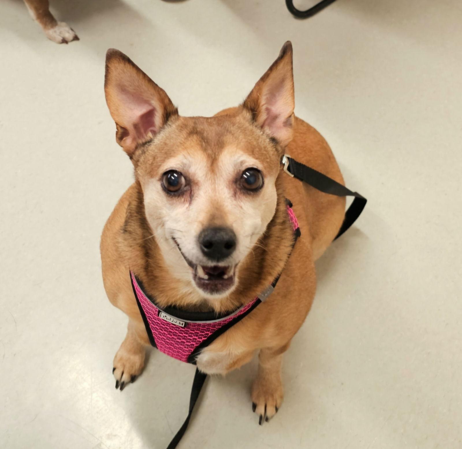 Enlarge Cinnamon Buns, a Adopted Chihuahua in Lebanon, PA image 2/3