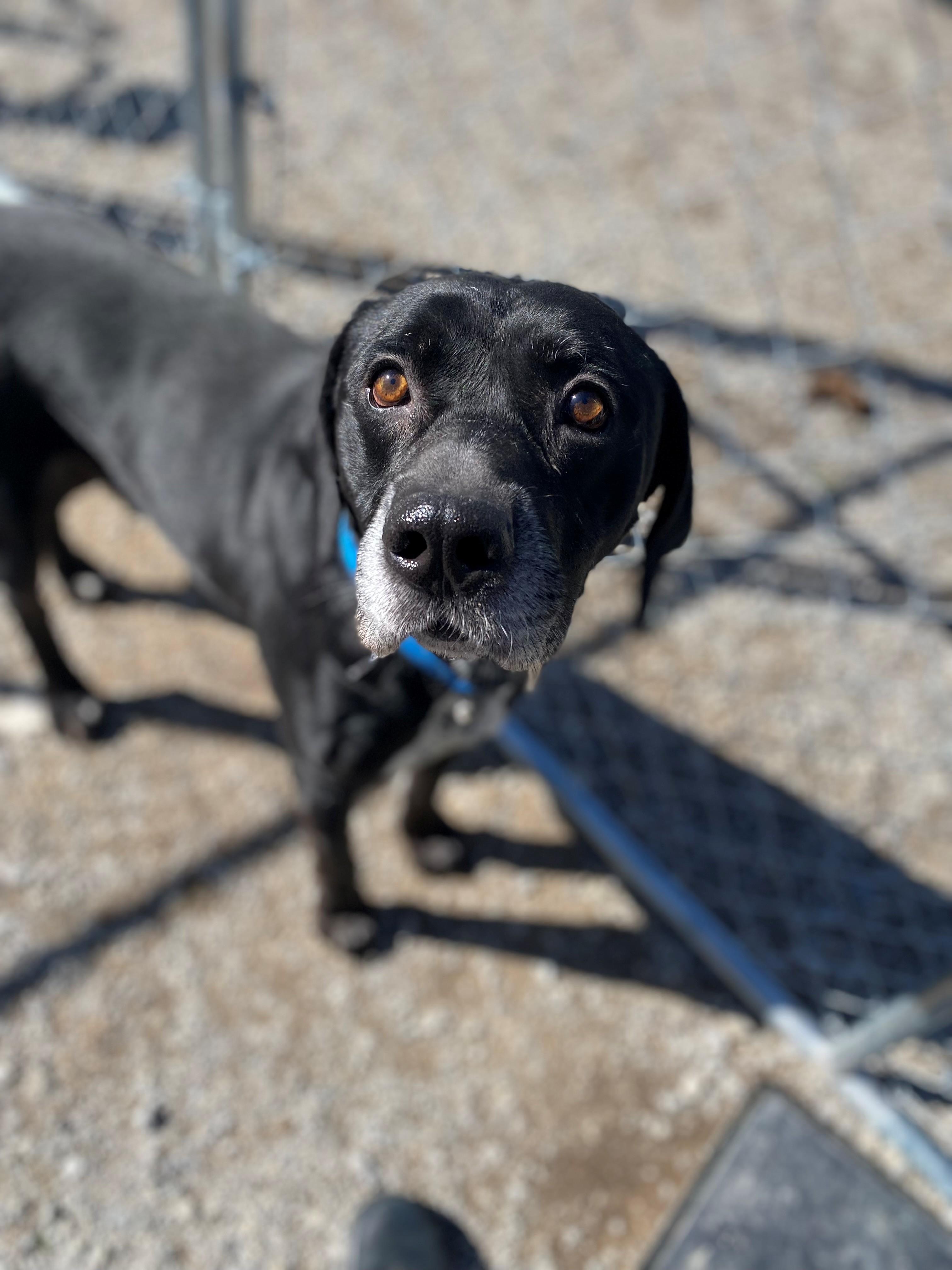 Enlarge Murphy, a ADOPTABLE mixed breed in Berea, KY image 1/1