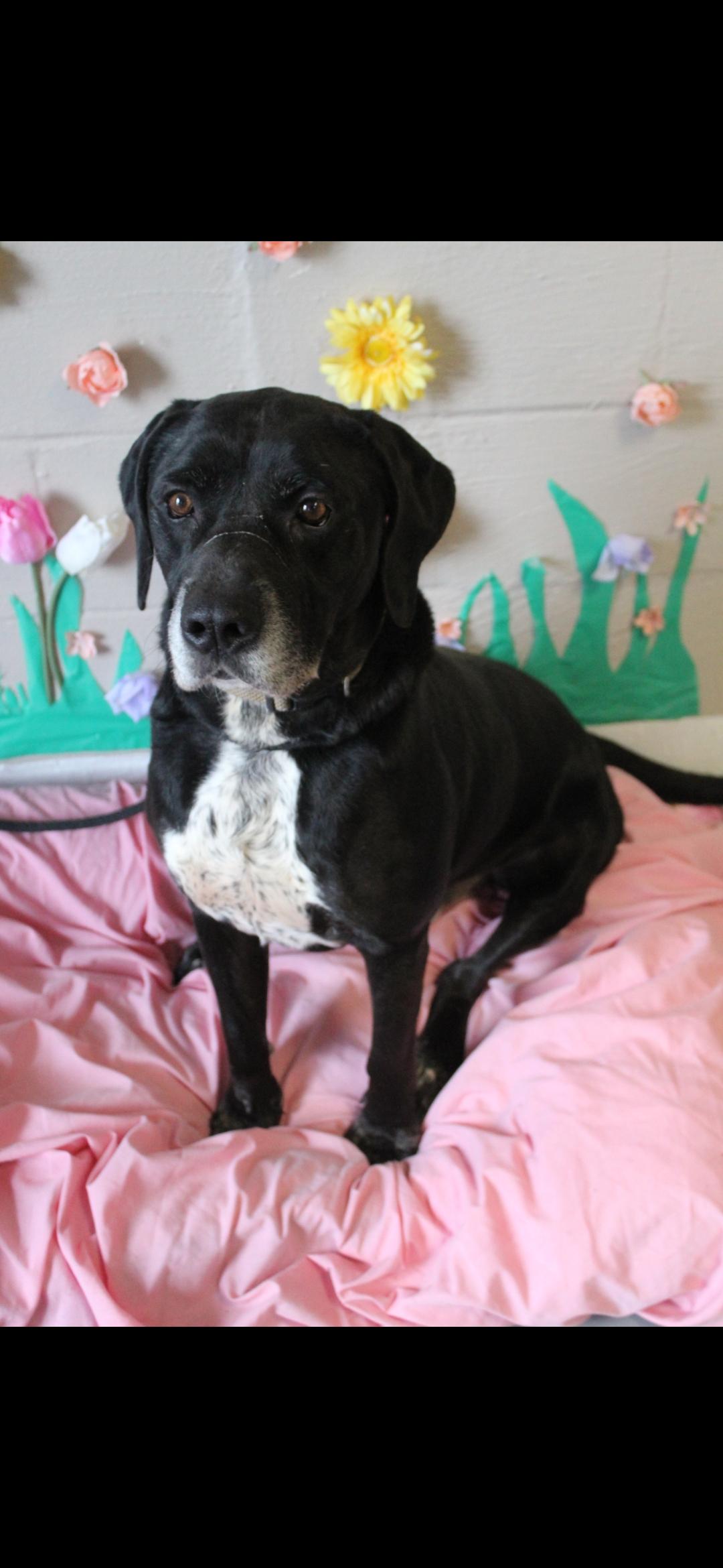 Murphy, ADOPTABLE, Senior Female Black Labrador Retriever.
