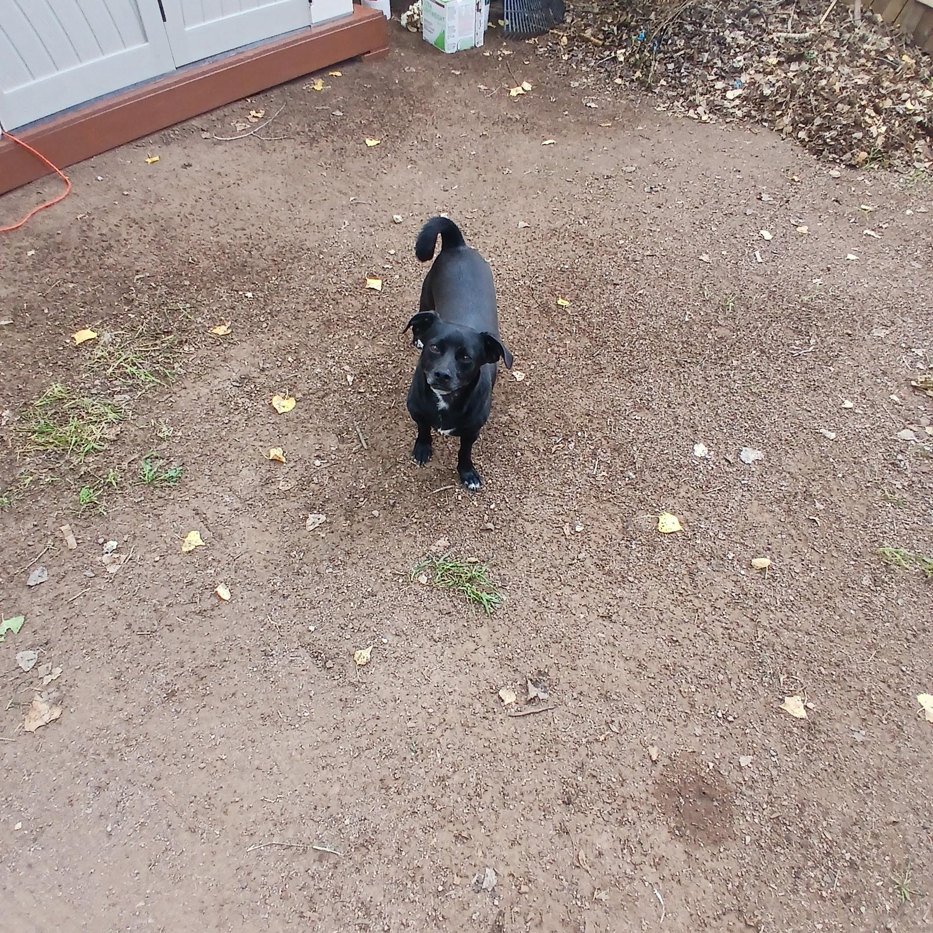 Enlarge Kevin, an adoptable mixed breed in Nogales, AZ image 3/6