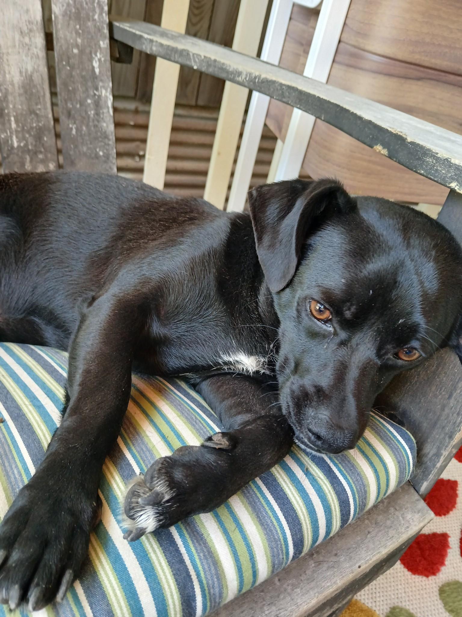 Enlarge Kevin, an adoptable mixed breed in Nogales, AZ image 6/6