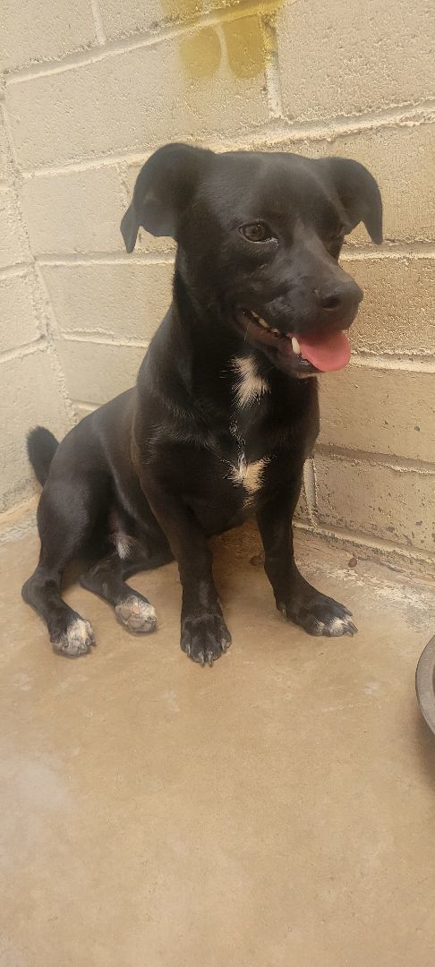 Kevin, adoptable, Young Male Pug.