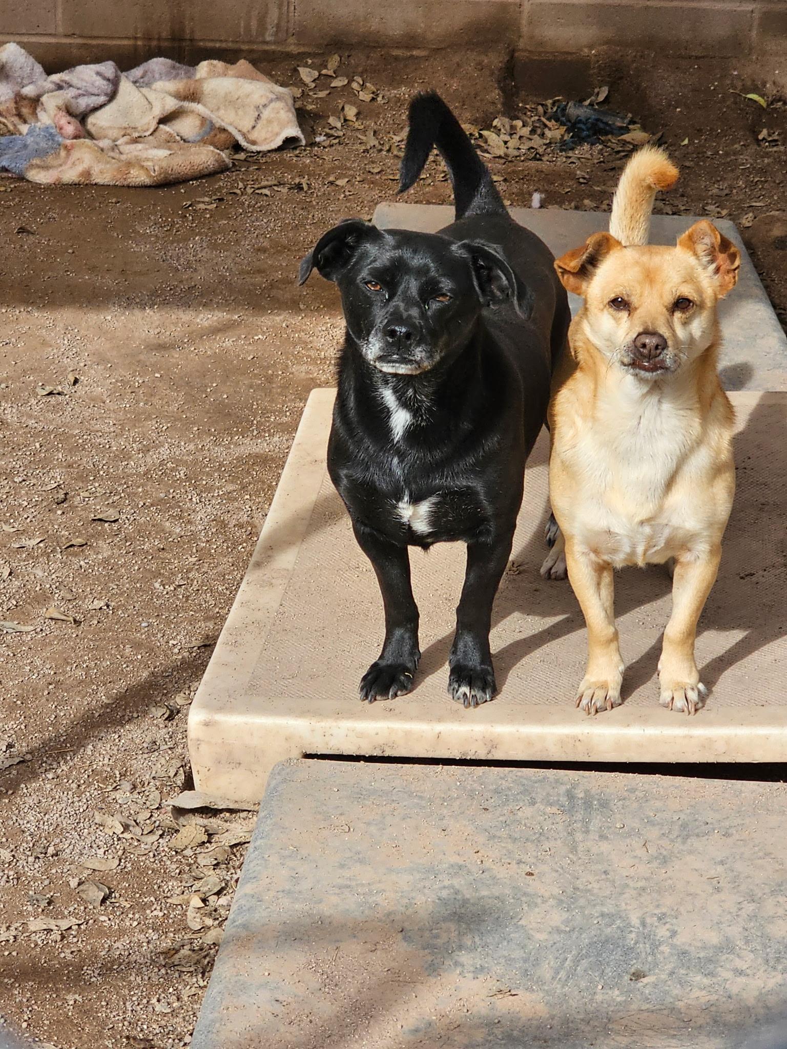 Enlarge Kevin, an adoptable mixed breed in Nogales, AZ image 4/6