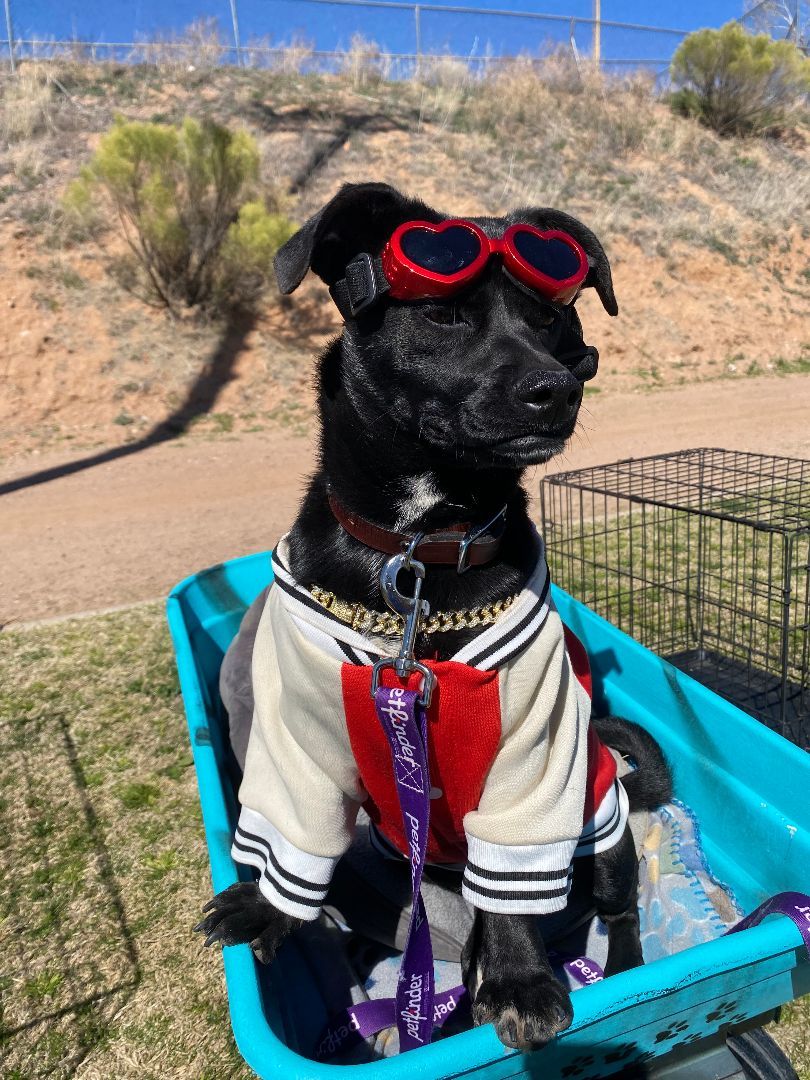 Enlarge Kevin, an adoptable mixed breed in Nogales, AZ image 2/6