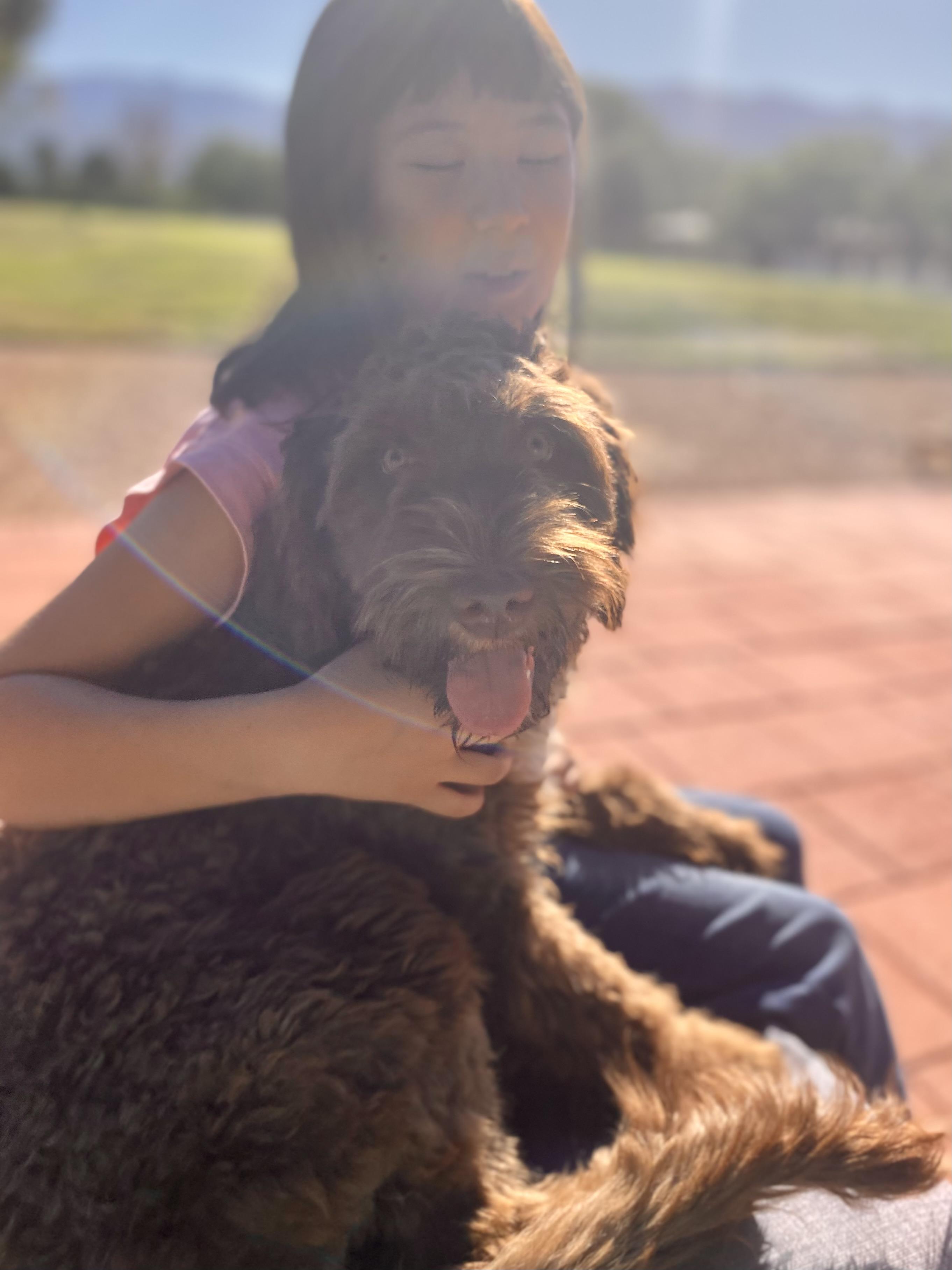 *PENDING 12/11/25* Marion, 7 month old Portuguese Water Dog & Mini Australian Shepherd Mix, an adopted mixed breed in Sierra Vista, AZ image 3/6
