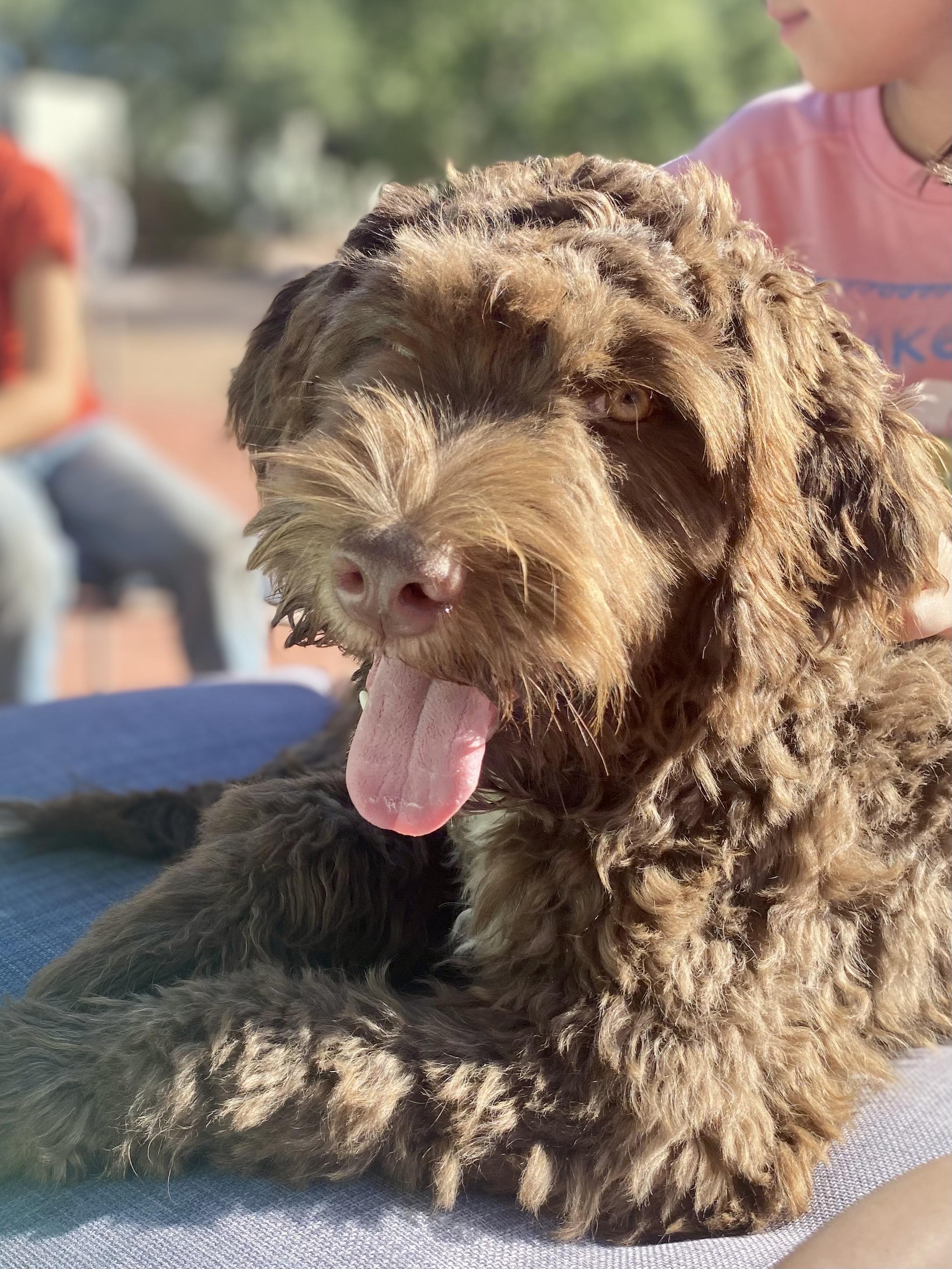 *PENDING 12/11/25* Marion, 7 month old Portuguese Water Dog & Mini Australian Shepherd Mix, adopted, Young Female Australian Shepherd & Portuguese Water Dog.
