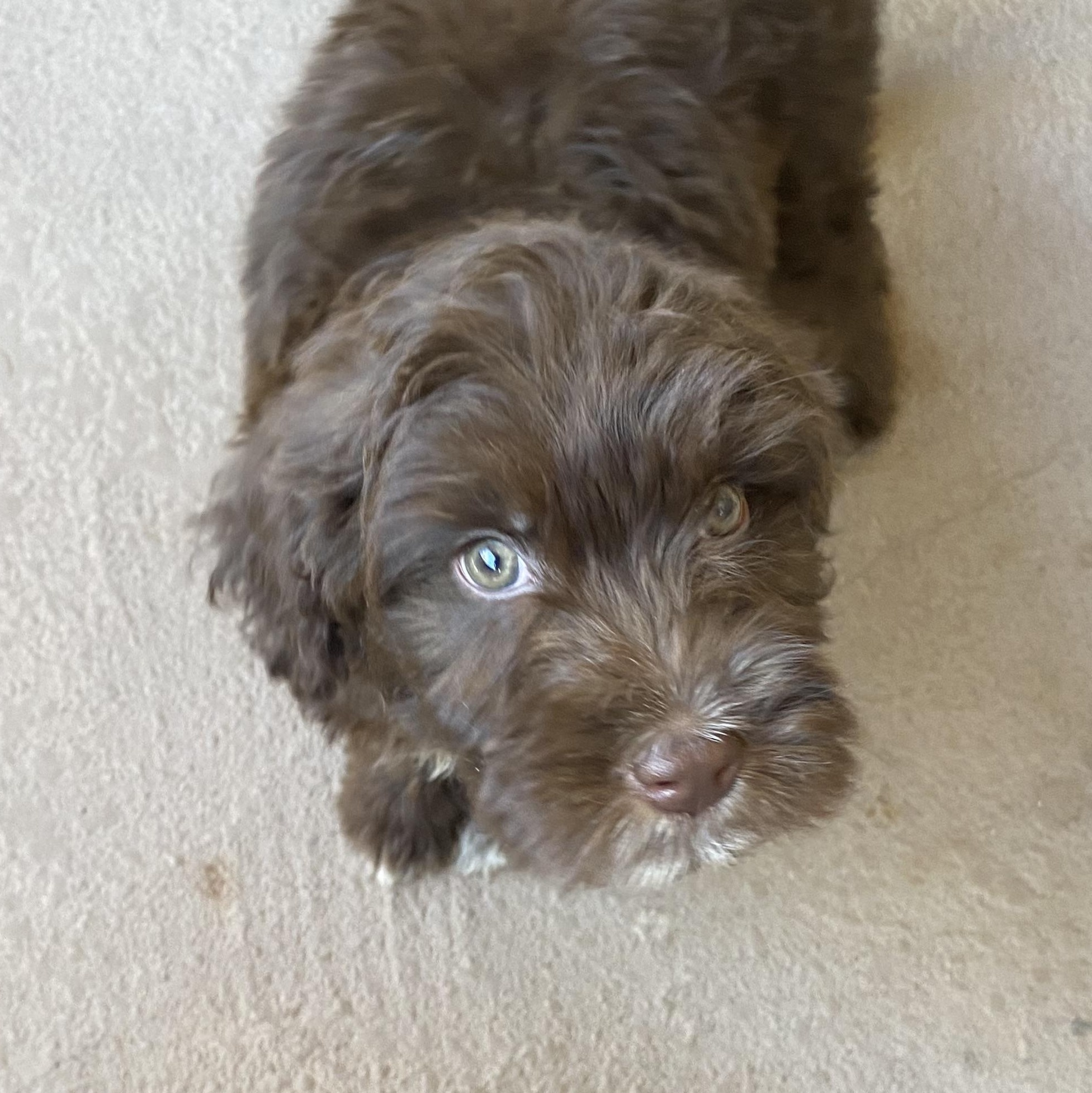 *PENDING 12/11/25* Marion, 7 month old Portuguese Water Dog & Mini Australian Shepherd Mix, an adopted mixed breed in Sierra Vista, AZ image 6/6