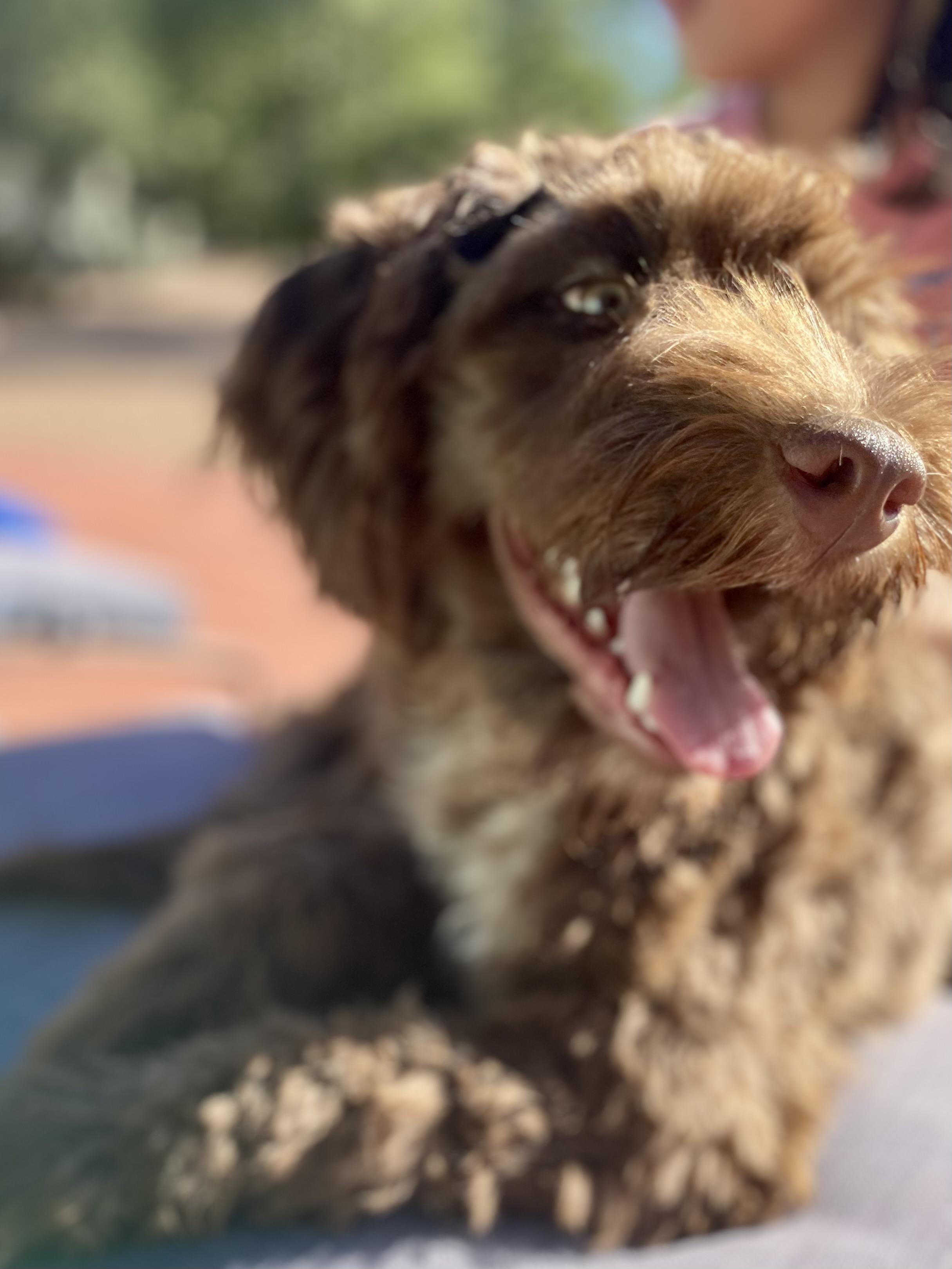 *PENDING 12/11/25* Marion, 7 month old Portuguese Water Dog & Mini Australian Shepherd Mix, an adopted mixed breed in Sierra Vista, AZ image 2/6