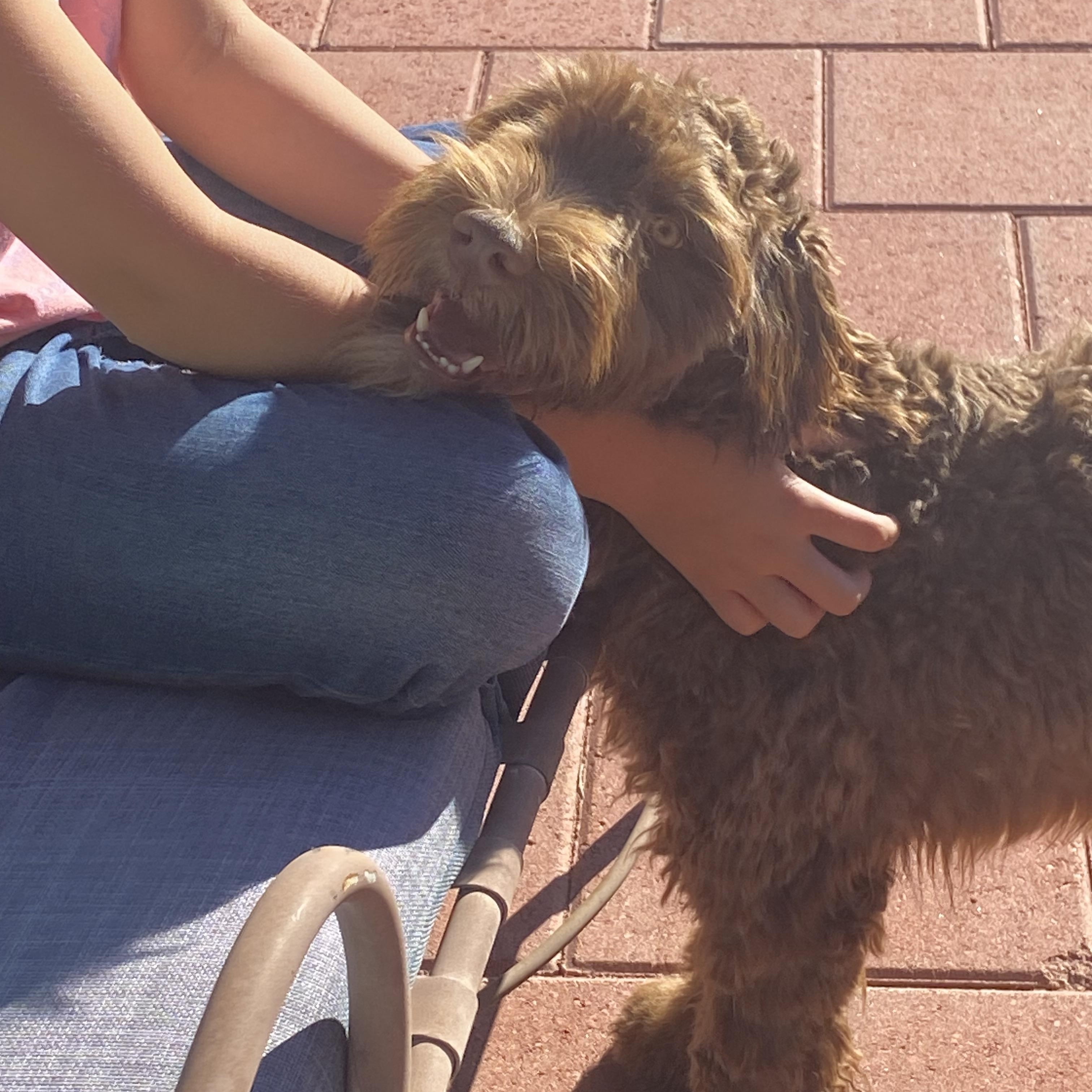 *PENDING 12/11/25* Marion, 7 month old Portuguese Water Dog & Mini Australian Shepherd Mix, an adopted mixed breed in Sierra Vista, AZ image 4/6