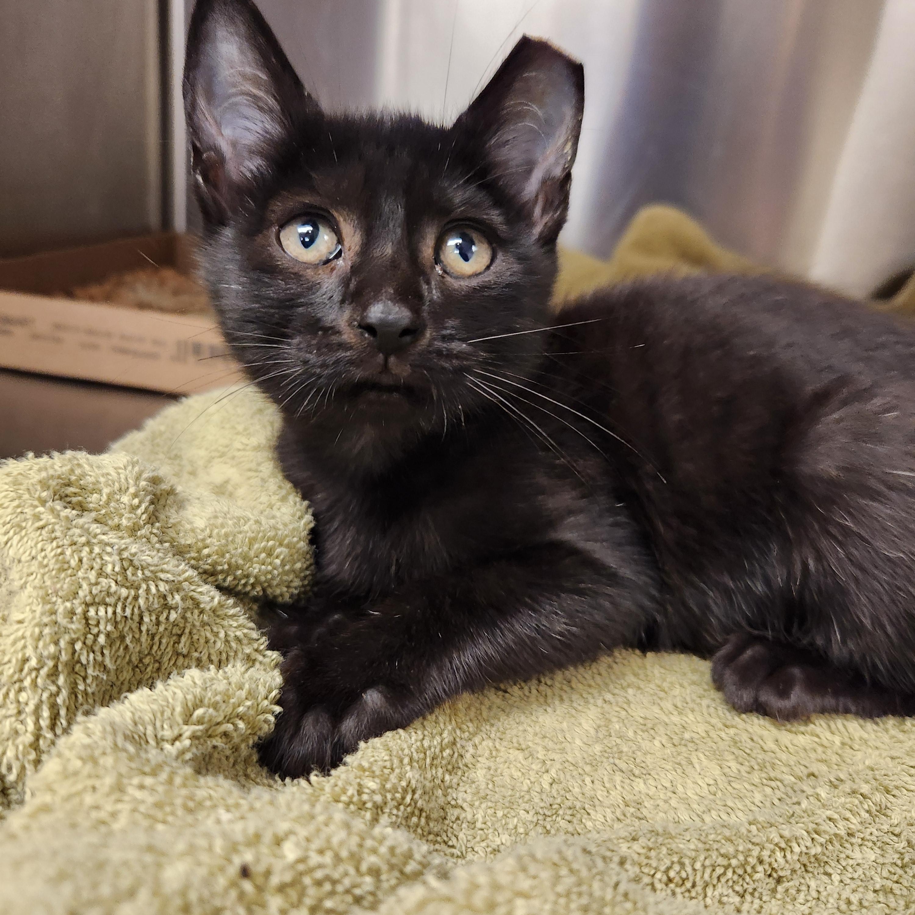 Scully, Adoptable, Kitten Male Domestic Short Hair.