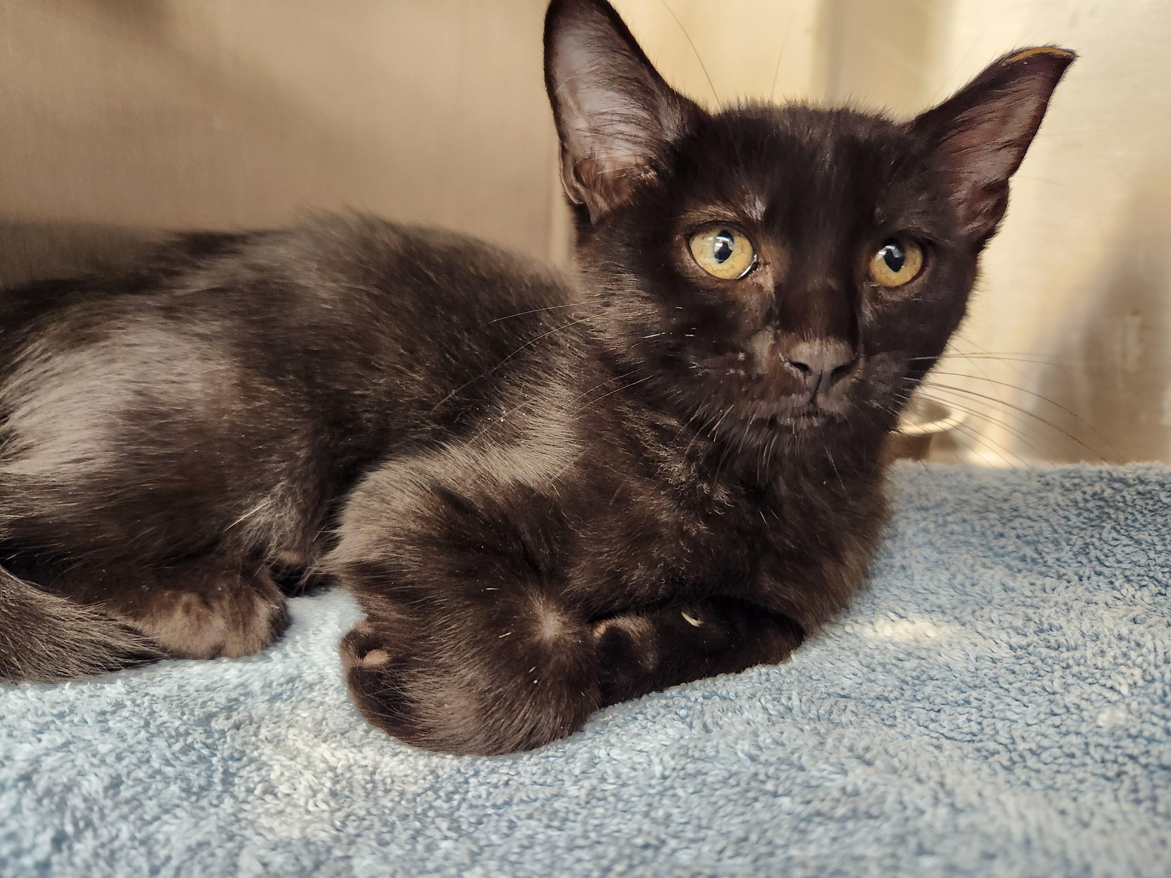 Scully, a Adoptable Domestic Short Hair in Liberty, MO image 2/2