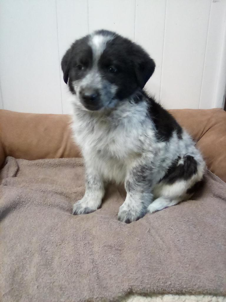 HUMPHREY, Adopted, Adult Male Australian Shepherd & Great Pyrenees.