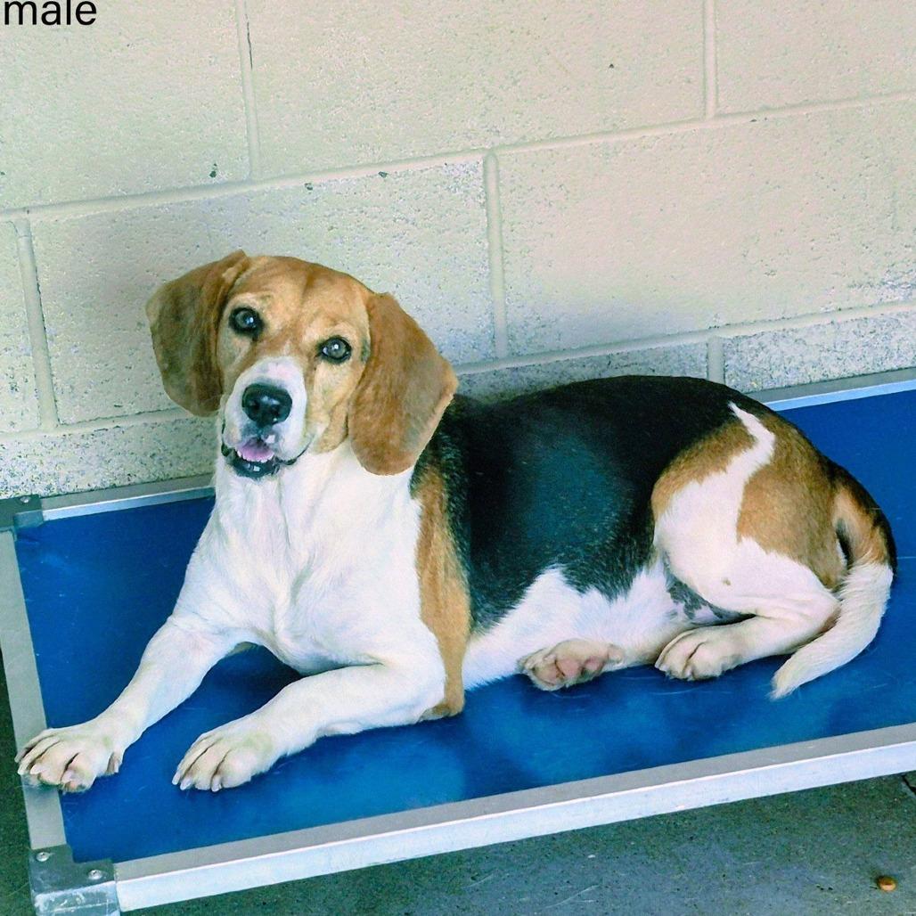 Enlarge Bloom (Phoebe), a Adoptable Beagle in Austin, TX image 1/3