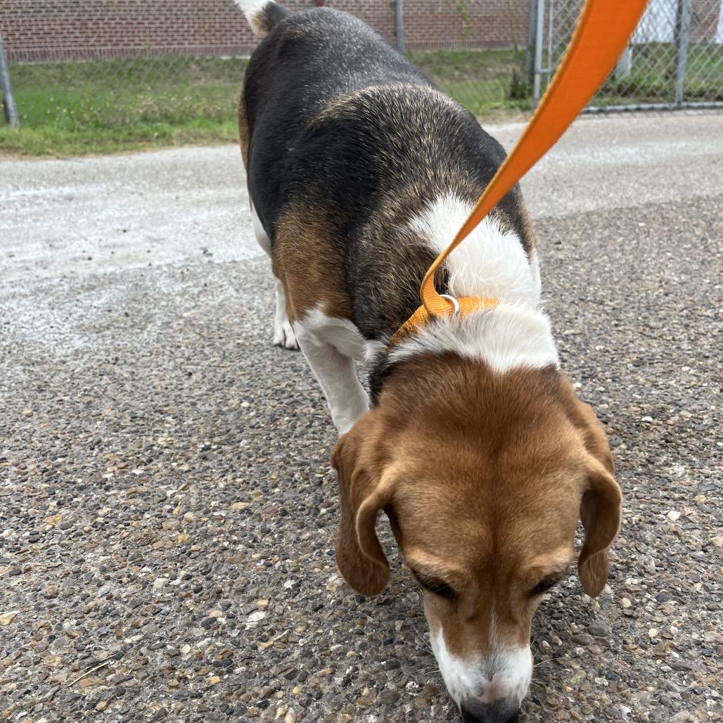 Enlarge Bloom (Phoebe), a Adoptable Beagle in Austin, TX image 2/3