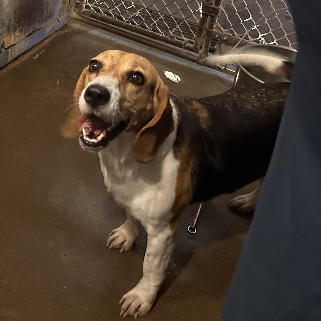 Enlarge Bloom (Phoebe), a Adoptable Beagle in Austin, TX image 3/3