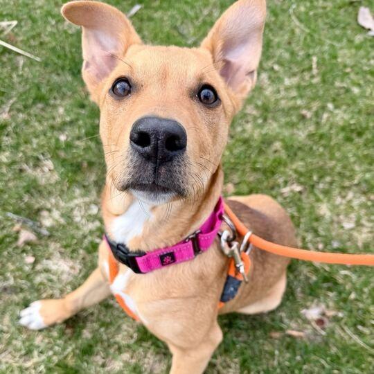 Enlarge Siri, a Adoptable mixed breed in Grand Rapids, MI image 1/2