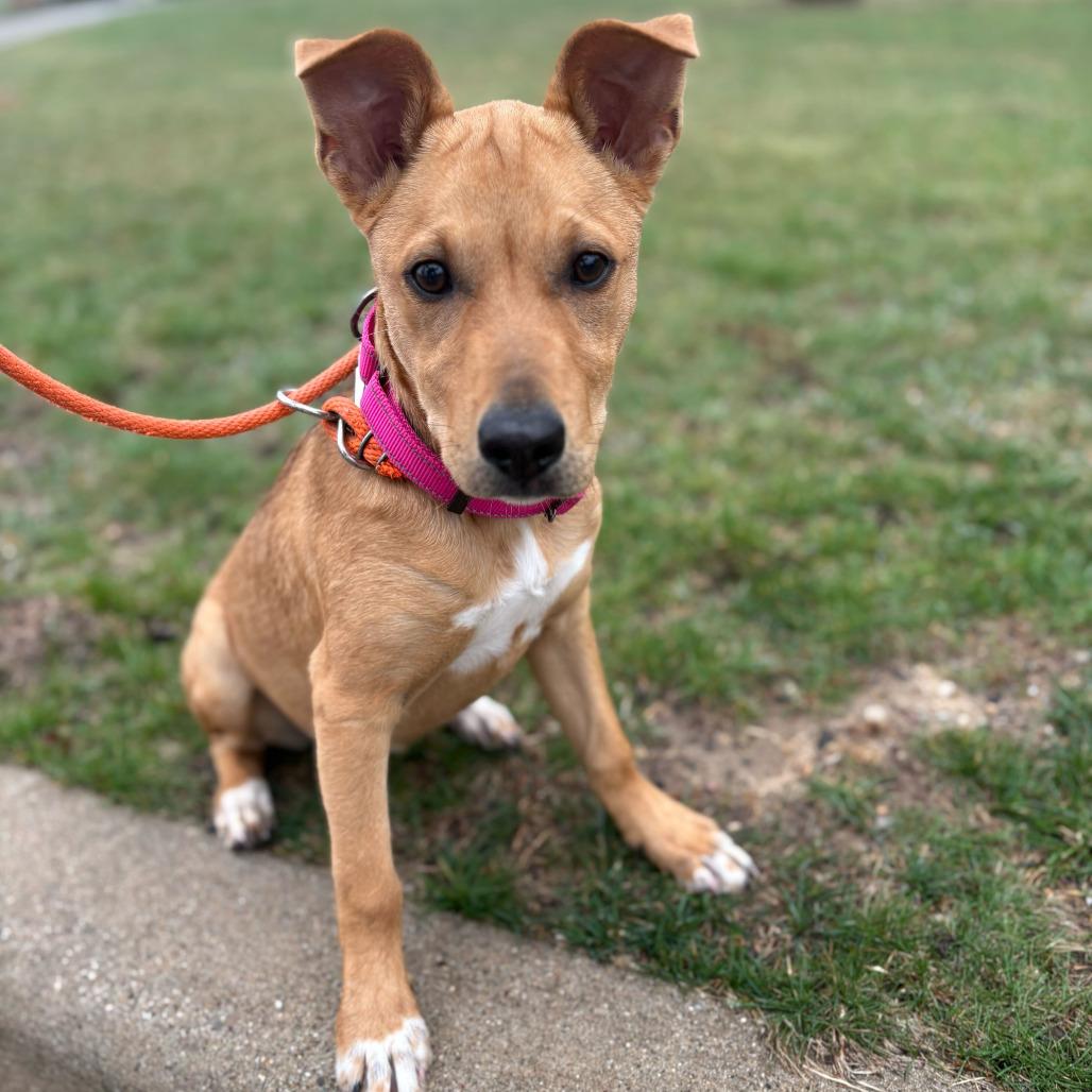 Enlarge Siri, a Adoptable mixed breed in Grand Rapids, MI image 2/2